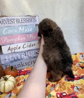 Peter , a male Pomapoo and Poodle - Toy  for sale in Glenwood, AR – 4 of 5