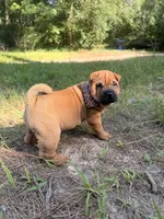 Carver, a male Chinese Shar-Pei for sale in Glenwood, AR – 2 of 4