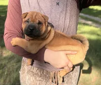 Carver, a male Chinese Shar-Pei for sale in Glenwood, AR – 4 of 4