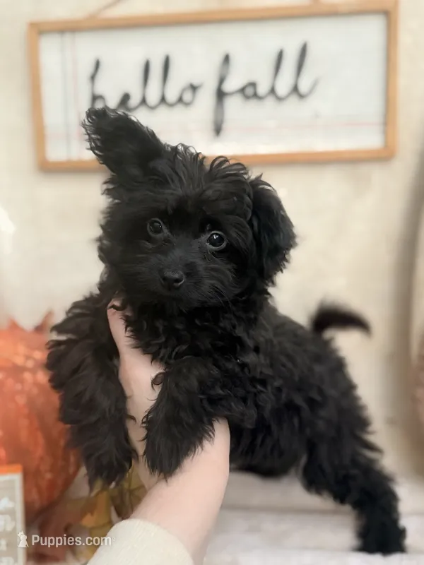 Bingo – Pomapoo, Poodle - Toy  puppy for sale in Glenwood, AR