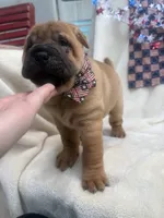 George  Washington , a male Chinese Shar-Pei for sale in Glenwood, AR – 3 of 5