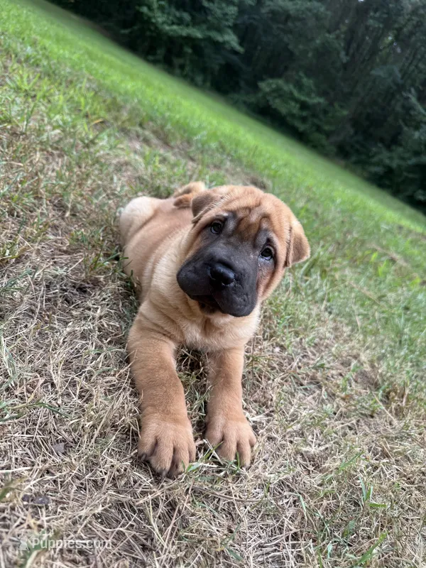 George  Washington  – Chinese Shar-Pei puppy for sale in Glenwood, AR
