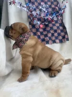 George  Washington , a male Chinese Shar-Pei for sale in Glenwood, AR – 4 of 5