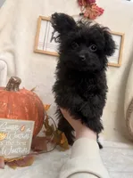 Bingo, a female Pomapoo and Poodle - Toy  for sale in Glenwood, AR – 2 of 4