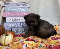 Peter , a male Pomapoo and Poodle - Toy  for sale in Glenwood, AR – 5 of 5