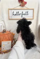 Bluey, a male Pomapoo and Poodle - Toy  for sale in Glenwood, AR – 5 of 5