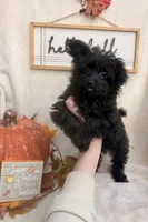 Bingo, a female Pomapoo and Poodle - Toy  for sale in Glenwood, AR – 3 of 4