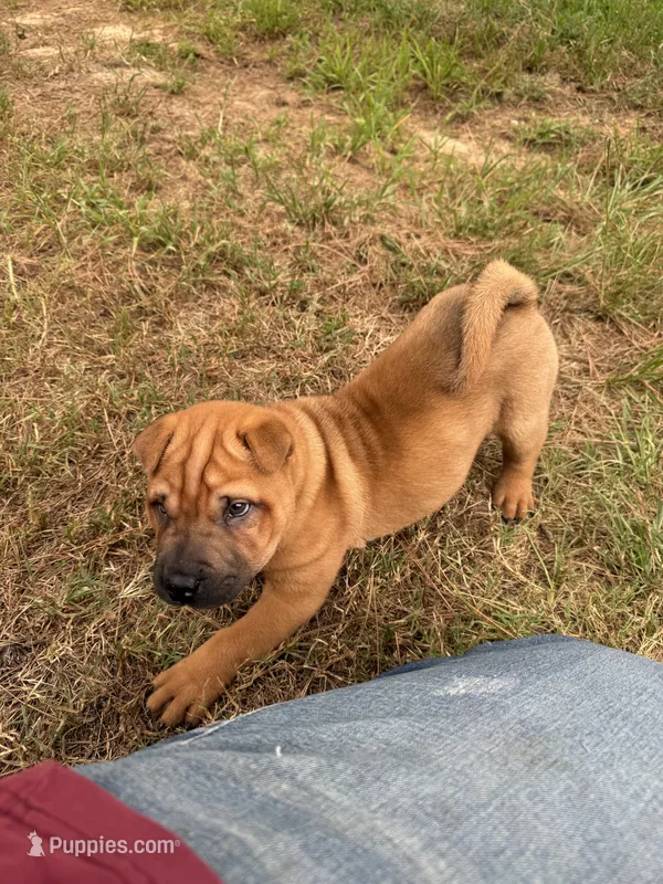 Carver – Chinese Shar-Pei puppy for sale in Glenwood, AR