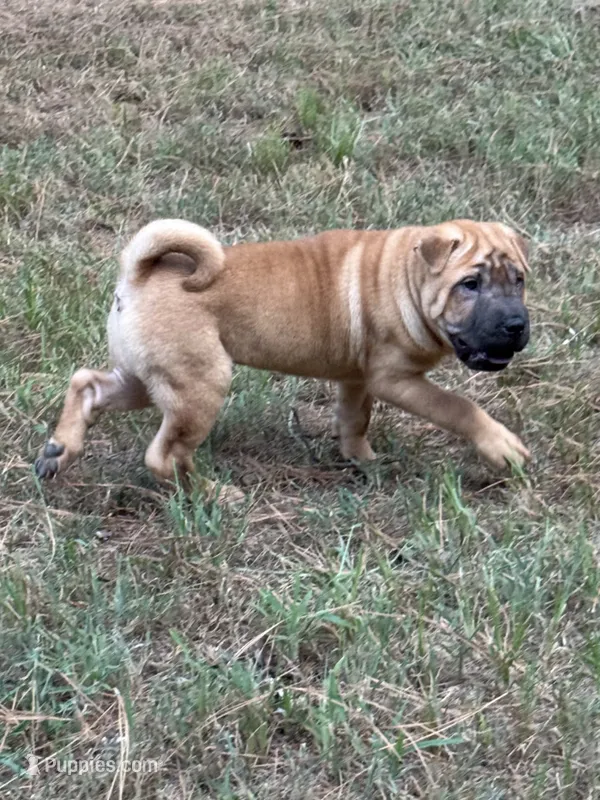 George  Washington  – Chinese Shar-Pei puppy for sale in Glenwood, AR