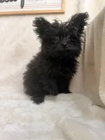 Bluey, a male Pomapoo and Poodle - Toy  for sale in Glenwood, AR – 3 of 5