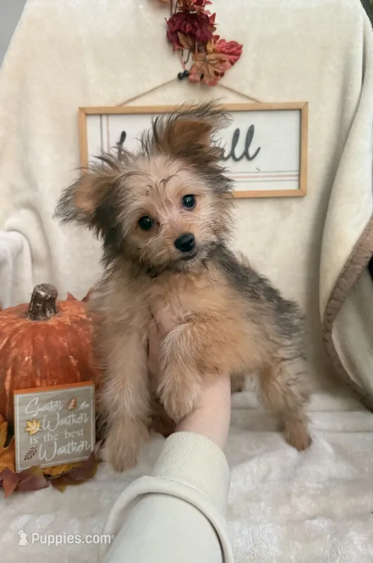 Poppy – Pomapoo, Pomeranian puppy for sale in Glenwood, AR