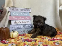 Paisley , a female Pomapoo and Poodle - Toy  for sale in Glenwood, AR – 3 of 4