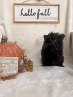 Bluey, a male Pomapoo and Poodle - Toy  for sale in Glenwood, AR – 4 of 5