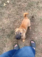 George  Washington , a male Chinese Shar-Pei and Miniature Shar-Pei for sale in Glenwood, AR – 5 of 5