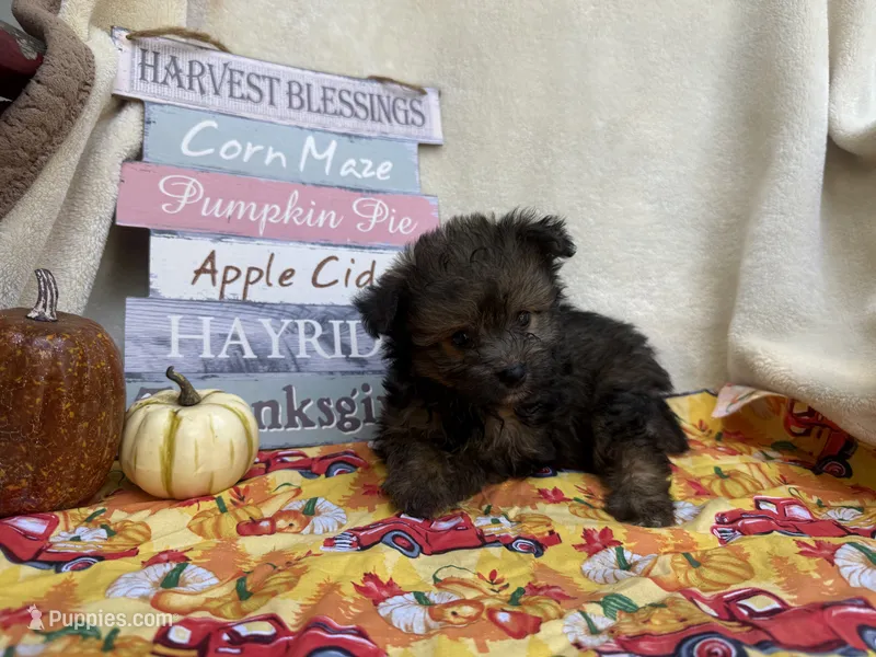 Paisley  – Pomapoo, Poodle - Toy  puppy for sale in Glenwood, AR