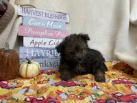 Paisley , a female Pomapoo and Poodle - Toy  for sale in Glenwood, AR – 1 of 4
