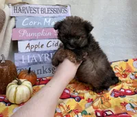 Peter , a male Pomapoo and Poodle - Toy  for sale in Glenwood, AR – 2 of 5