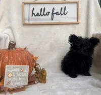 Bluey, a male Pomapoo and Poodle - Toy  for sale in Glenwood, AR – 1 of 5