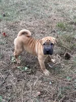 George  Washington , a male Chinese Shar-Pei and Miniature Shar-Pei for sale in Glenwood, AR – 5 of 6