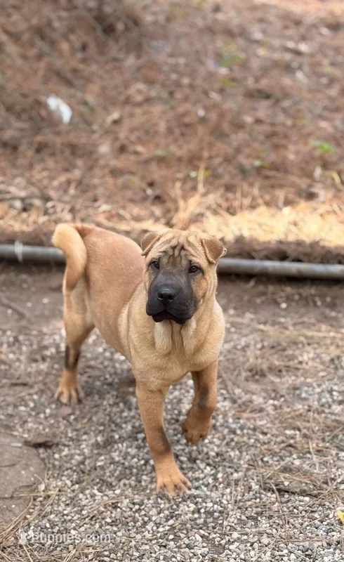 George  Washington  – Chinese Shar-Pei, Miniature Shar-Pei puppy for sale in Glenwood, AR
