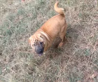 George  Washington , a male Chinese Shar-Pei and Miniature Shar-Pei for sale in Glenwood, AR – 4 of 5