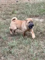 George  Washington , a male Chinese Shar-Pei and Miniature Shar-Pei for sale in Glenwood, AR – 3 of 6