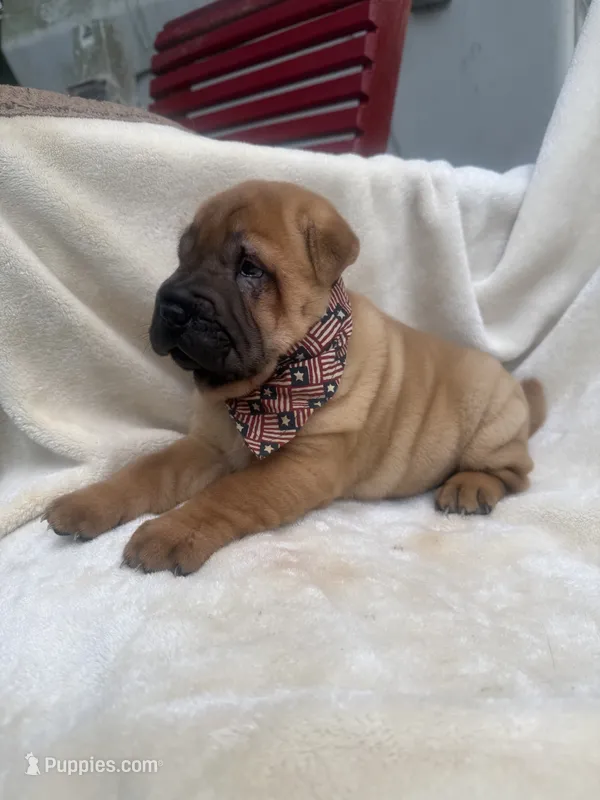 George  Washington , a male Chinese Shar-Pei for sale in Glenwood, AR – 1 of 5
