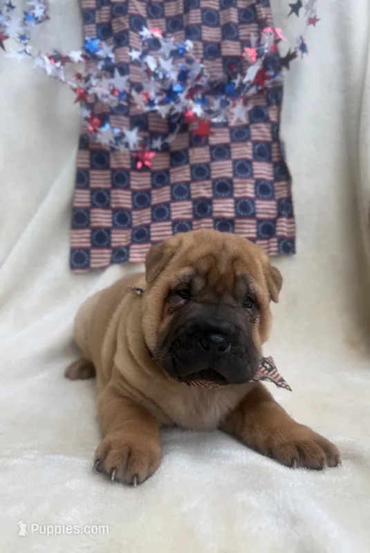 George  Washington  – Chinese Shar-Pei puppy for sale in Glenwood, AR