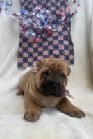 George  Washington , a male Chinese Shar-Pei for sale in Glenwood, AR – 2 of 5