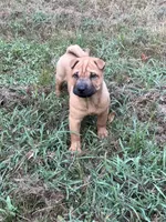 Carver, a male Chinese Shar-Pei and Miniature Shar-Pei for sale in Glenwood, AR – 7 of 8