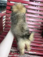 Pip , a female Pomapoo and Poodle - Toy  for sale in Glenwood, AR – 4 of 4