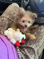 Poppy, a female Pomapoo and Pomeranian for sale in Glenwood, AR – 5 of 5