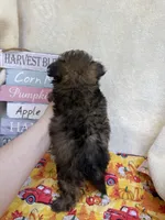 Paisley , a female Pomapoo and Poodle - Toy  for sale in Glenwood, AR – 4 of 4