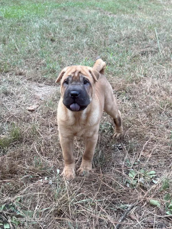 George  Washington  – Chinese Shar-Pei puppy for sale in Glenwood, AR