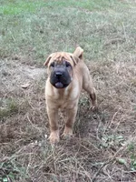 George  Washington , a male Chinese Shar-Pei and Miniature Shar-Pei for sale in Glenwood, AR – 1 of 6