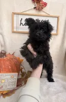 Bingo, a female Pomapoo and Poodle - Toy  for sale in Glenwood, AR – 4 of 4