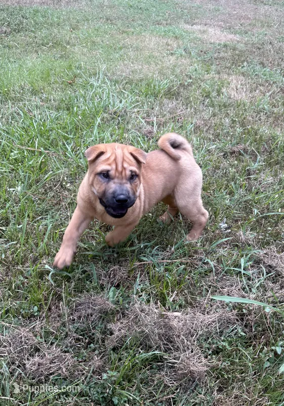 Carver – Chinese Shar-Pei puppy for sale in Glenwood, AR