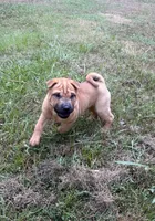 Carver, a male Chinese Shar-Pei and Miniature Shar-Pei for sale in Glenwood, AR – 1 of 8