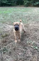 George  Washington , a male Chinese Shar-Pei and Miniature Shar-Pei for sale in Glenwood, AR – 6 of 6