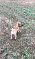 Carver, a male Chinese Shar-Pei and Miniature Shar-Pei for sale in Glenwood, AR – 3 of 8