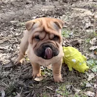 Magnolia, a female Chinese Shar-Pei for sale in Glenwood, AR – Photo 7 of 10