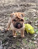 Magnolia, a female Chinese Shar-Pei and Miniature Shar-Pei for sale in Glenwood, AR – Photo 2 of 6