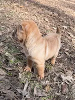 Magnolia, a female Chinese Shar-Pei and Miniature Shar-Pei for sale in Glenwood, AR – Photo 4 of 6