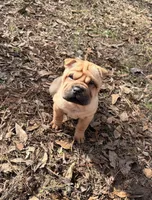Magnolia, a female Chinese Shar-Pei and Miniature Shar-Pei for sale in Glenwood, AR – Photo 6 of 6