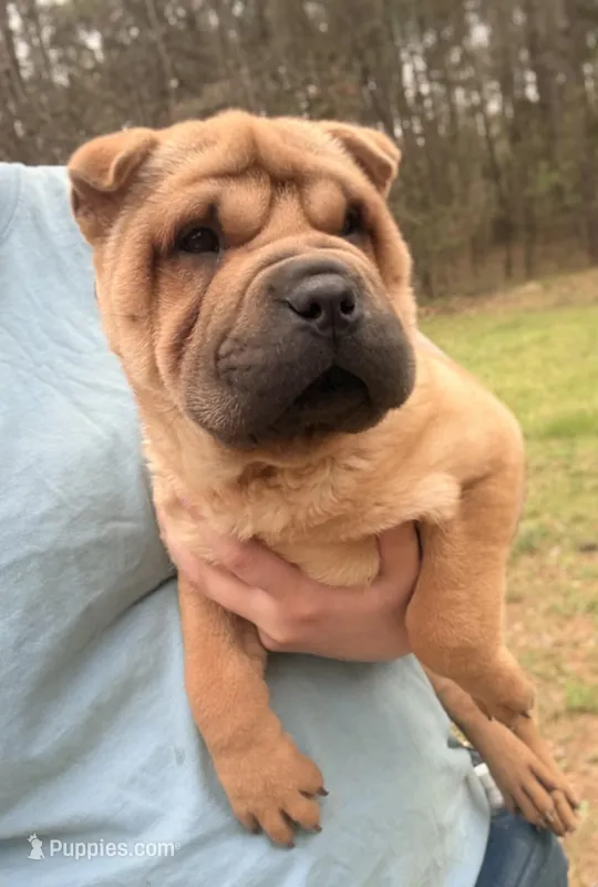 Magnolia – Chinese Shar-Pei puppy for sale in Glenwood, AR