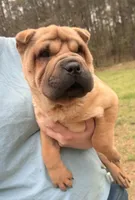 Magnolia, a female Chinese Shar-Pei for sale in Glenwood, AR – Photo 1 of 10