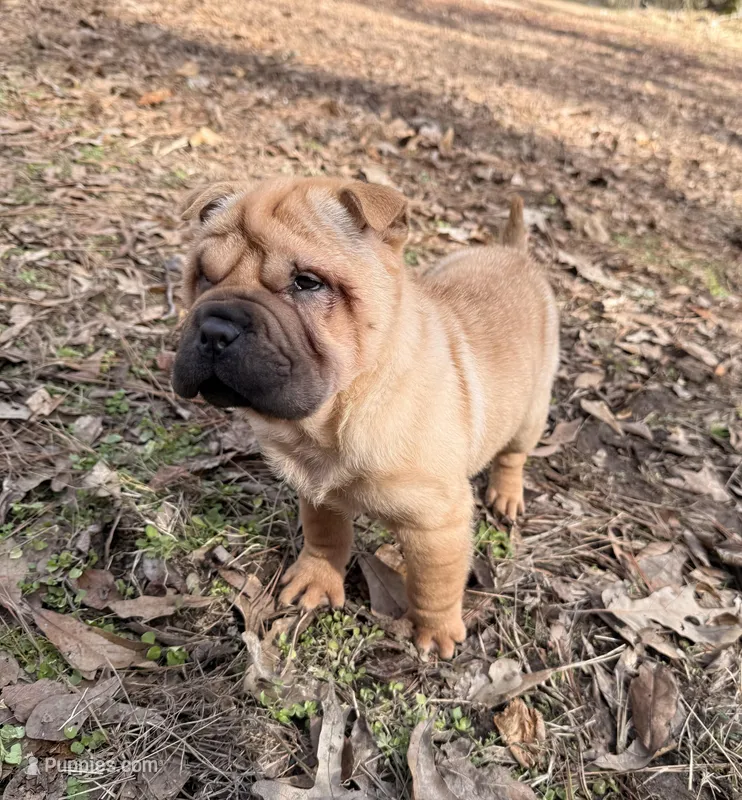 Magnolia – Chinese Shar-Pei, Miniature Shar-Pei puppy for sale in Glenwood, AR