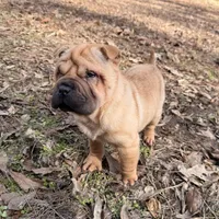 Magnolia, a female Chinese Shar-Pei for sale in Glenwood, AR – Photo 8 of 10