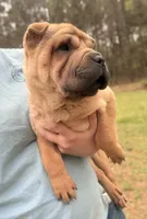 Magnolia, a female Chinese Shar-Pei for sale in Glenwood, AR – Photo 3 of 10
