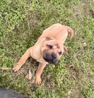 Magnolia, a female Chinese Shar-Pei for sale in Glenwood, AR – Photo 4 of 10